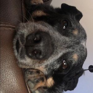 Meet your Posher, Jonas